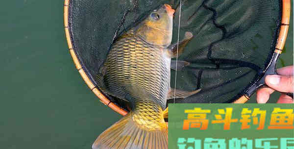 为什么鲤鱼总是脱钩？因为它用这5个套路把你骗了