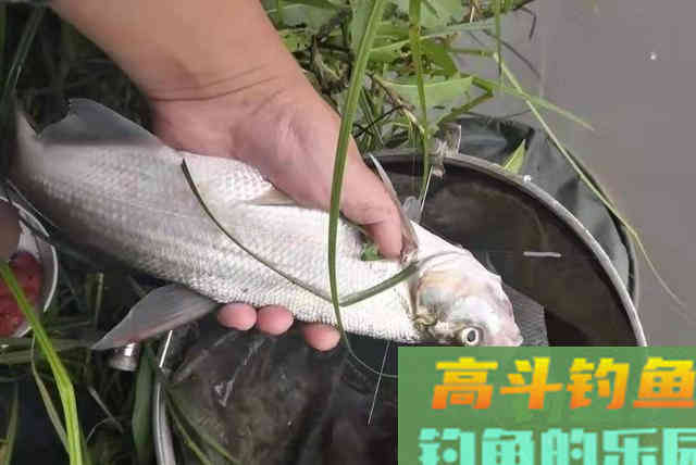 据说这翘嘴鱼钓法，初秋用才最合适