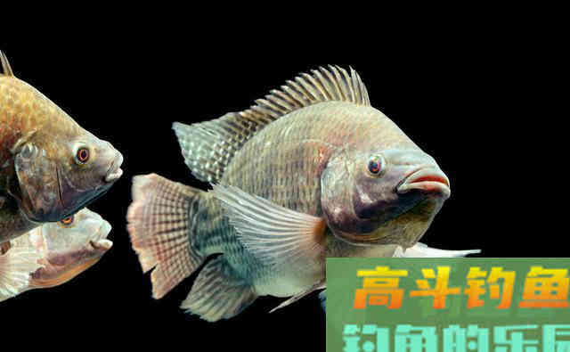 罗非的由来,以及钓罗非的技巧和饵料使用 罗非的由来,以及钓罗非的技巧和饵料使用