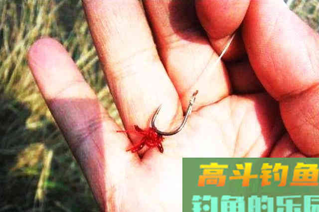 冬钓大板鲫,红虫多加点蓝鲫,鱼儿来得更快 冬钓大板鲫,红虫多加点蓝鲫,鱼儿来得更快