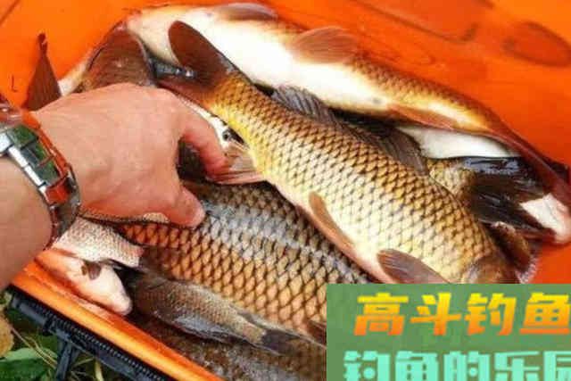 才刚立春就想钓鲤鱼，多亏二十年老司机倾囊相助
