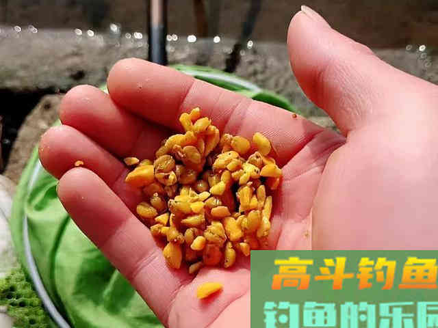 玉米钓不到鲤鱼,很有可能用法不对 玉米钓不到鲤鱼,很有可能用法不对