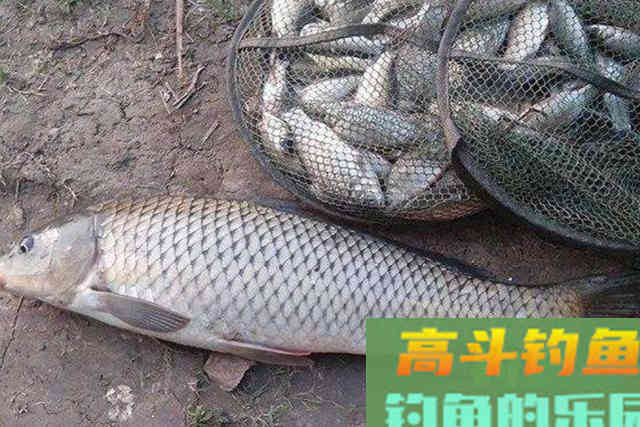 鲤鱼就不咬钩了?按我说的做,比钓鲫鱼还过瘾 鲤鱼就不咬钩了?按我说的做,比钓鲫鱼还过瘾