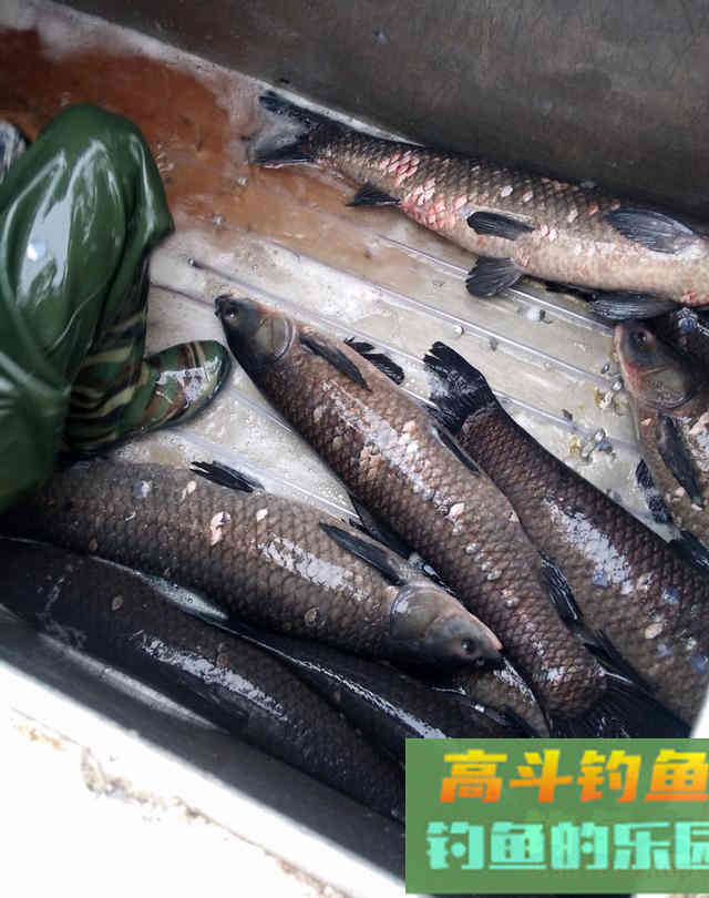 鸭嘴鱼的介绍，与鸭嘴鱼的垂钓方法技巧