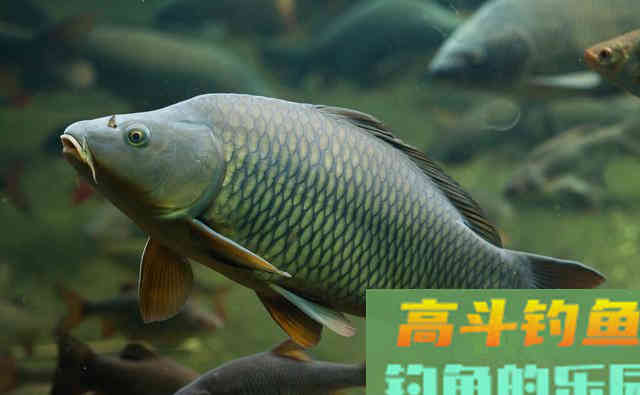 为何鲤鱼在美国像度假,在国内像渡劫 为何鲤鱼在美国像度假,在国内像渡劫