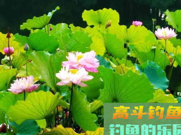 野钓策（18）&mdash;&mdash;野钓鲫鱼提竿的若干问题