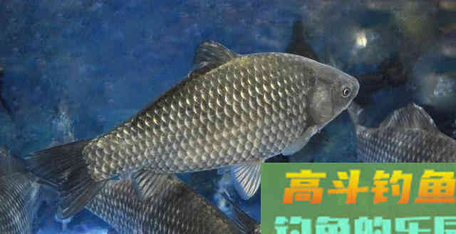 夏天的大板鲫都藏哪去了？要知道下面3个原因