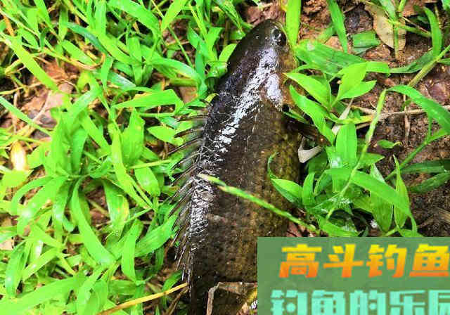 过山鲫为什么能自己上岸并行走？怎么钓过山鲫