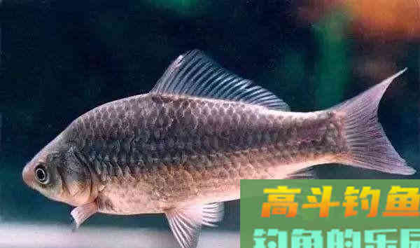 这几种土鲫鱼重达几公斤