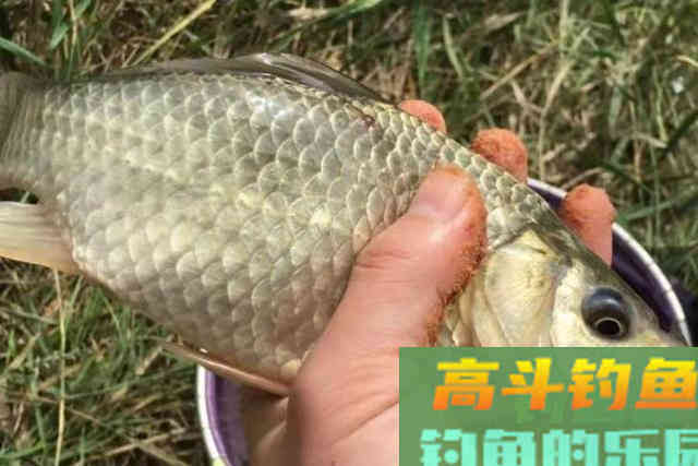 不是大板鲫不咬钩,只因你没用这狠招 不是大板鲫不咬钩,只因你没用这狠招
