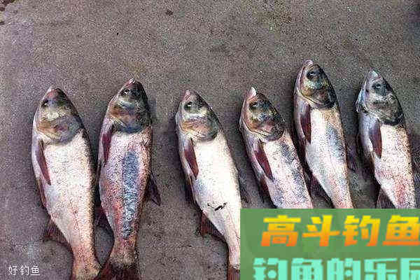 夏天钓鲢鳙技巧全方面总结（饵料、钓位、钓法）