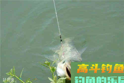 夏季钓鲢鳙，这三个技巧很关键