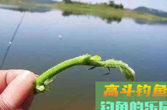 早该透露，秋钓征服草鱼，这5种天然饵必不可少