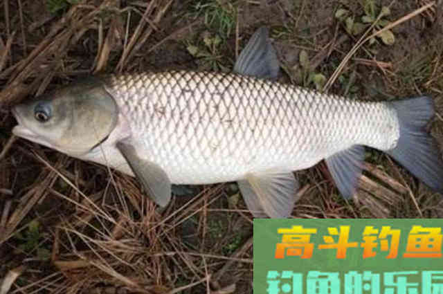 初秋太热，我用这方法钓草鱼，连老钓手都拍手叫好