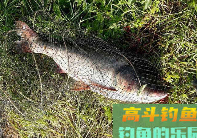 垂钓鲢鳙的这一天机，被养鱼十年的农户泄露