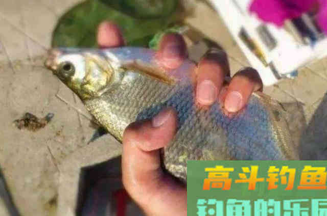 到了秋天鳊鱼才不好钓？钓友要牢牢记住的技巧