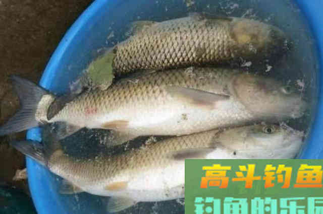 伏天太热,换用这草鱼钓法,连老司机都赞不绝口 伏天太热,换用这草鱼钓法,连老司机都赞不绝口