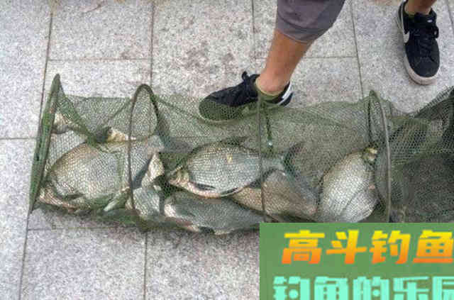 这鳊鱼钓法果然百试不爽 这鳊鱼钓法果然百试不爽