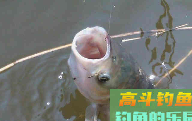 夏季垂钓鲢鳙，需要知道的技巧