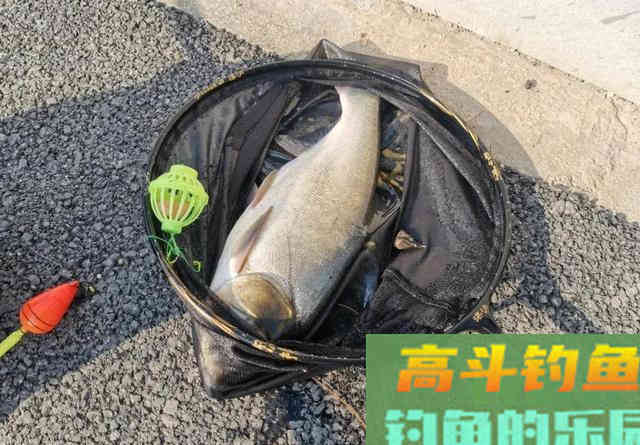 抛竿钓鲢鳙,新手试试我这个办法 抛竿钓鲢鳙,新手试试我这个办法