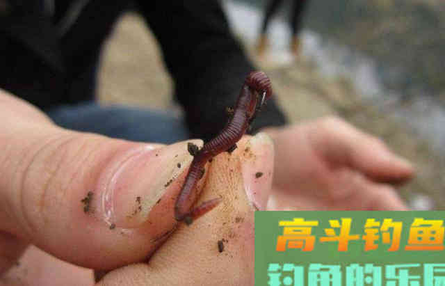 有霜天，我一般这样钓鱼，鲫鱼越钓越多