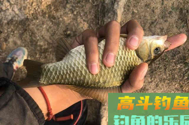 在寒冷的冬季,用虫饵作钓大鲫鱼的3个方法 在寒冷的冬季,用虫饵作钓大鲫鱼的3个方法
