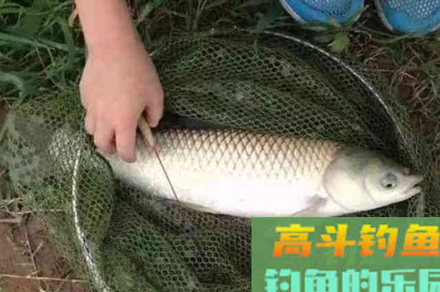 初秋对付草鱼,我就只认这3招 初秋对付草鱼,我就只认这3招