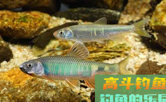 五彩斑斓桃花鱼,能在当今这个环境生存下来,确实实属不易 五彩斑斓桃花鱼,能在当今这个环境生存下来,确实实属不易