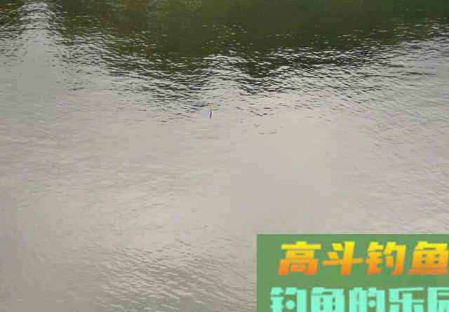 钓昂刺鱼就该钓钝？换个角度看待调漂问题吧