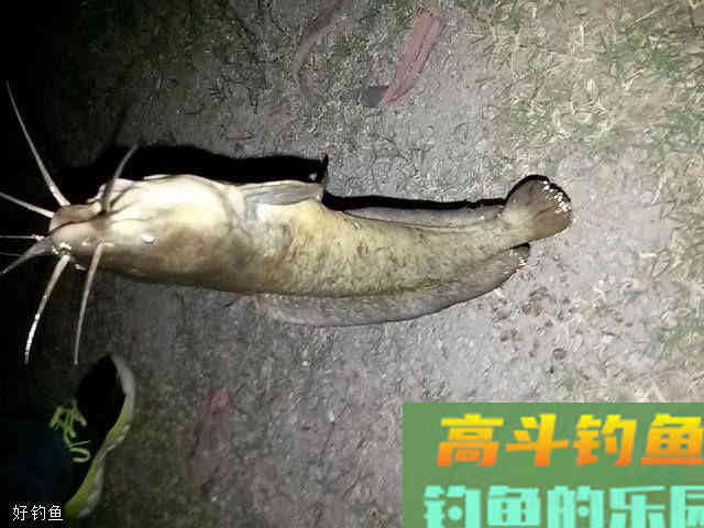老司机说：野钓鲶鱼应该这样选择钓位和钓具
