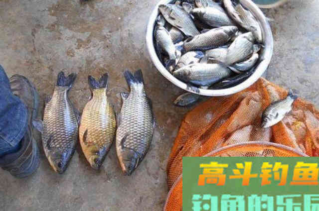 足足用了二十年，这鲫鱼钓法依旧很好用