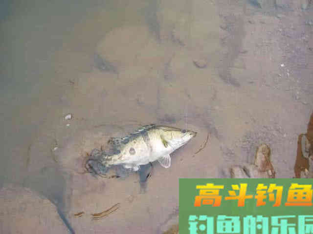 手竿也能钓到鳜鱼?钓鱼人非要这么干,我有两种方法 手竿也能钓到鳜鱼?钓鱼人非要这么干,我有两种方法