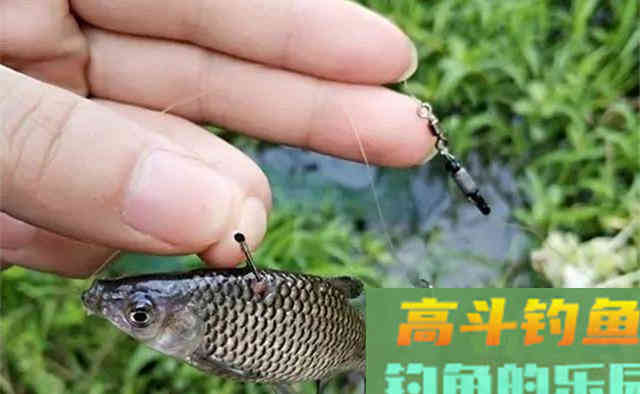 麦穗鱼的垂钓技巧，这种小鱼圆滚滚很鲜美