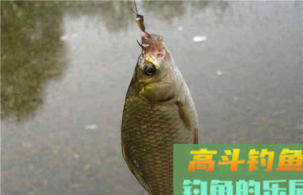秋末钓鲫鱼，用饵料还是蚯蚓？鱼饵不重要重要的是水情