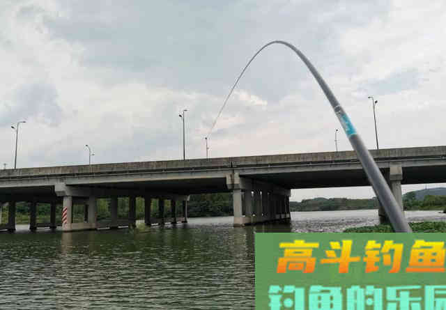 鲤鱼总是钓不多，一条就停口？做好这两点，才能把口续上