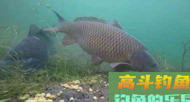 为什么鲤鱼总是脱钩？因为它用这5个套路把你骗了