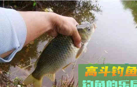 钓鲫鱼碰到大鱼吃钩怎么办？鱼竿、线组、鱼钩要搭配好