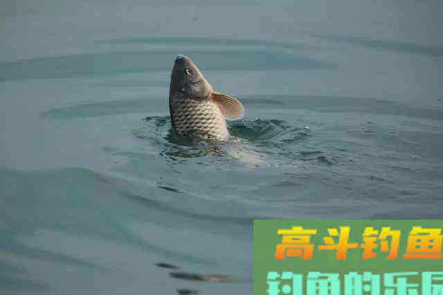 野钓时，大小鲫鱼都进窝，有什么办法只钓大鲫