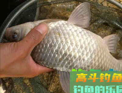 秋末冬初钓鲫鱼，为什么别人钓的多，自己钓少