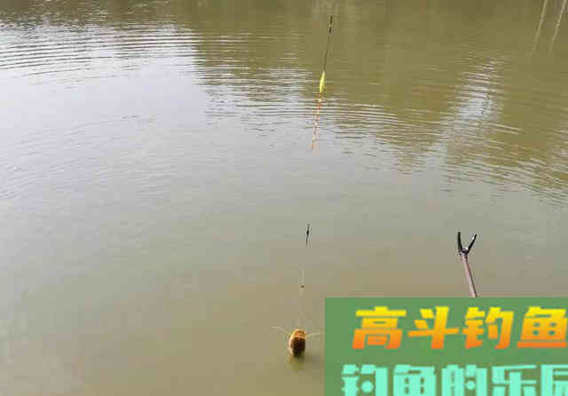 这5种鱼经常被钓友吐槽，一旦进窝就不肯走