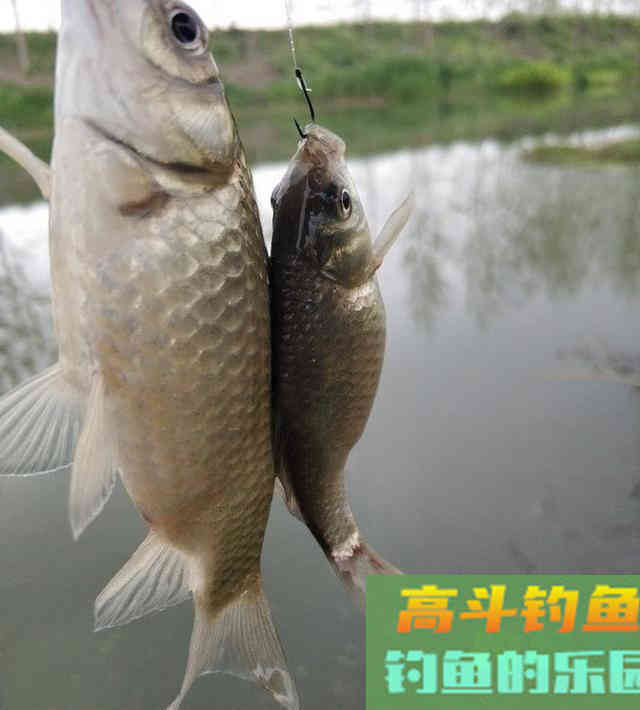 野河短竿抽钓，拉饵离底滑钓鲫鱼，30多条鲫鱼连竿咬钩