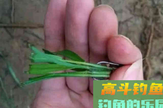 钓草鱼的玉米、海竿、水草钓法,多年实用总结 钓草鱼的玉米、海竿、水草钓法,多年实用总结