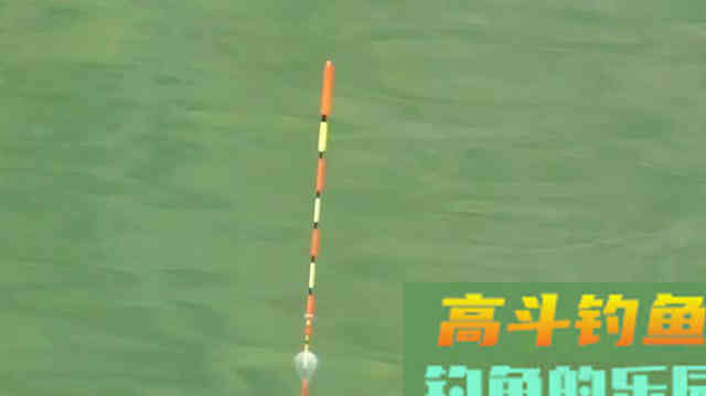 入伏后钓鲢鳙，总是调不好漂，怎么办