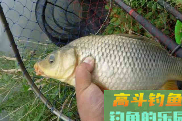 夏天钓鲤鱼，只要换用这3个套路，竿子立马大弯弓
