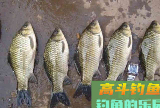 冬钓太难,大板鲫不上钩?那是你没试这3大调整 冬钓太难,大板鲫不上钩?那是你没试这3大调整
