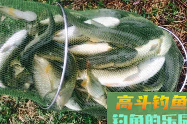 草鱼就难钓了？老司机无奈之下只好透露这绝招
