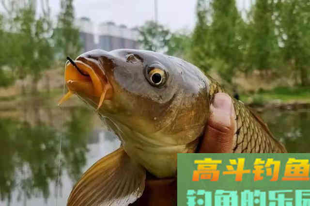 这鲤鱼钓法不是一般的好用