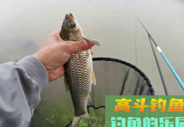 钓草鱼能加小药吗?看准时机用对方法,才能看得到效果 钓草鱼能加小药吗?看准时机用对方法,才能看得到效果