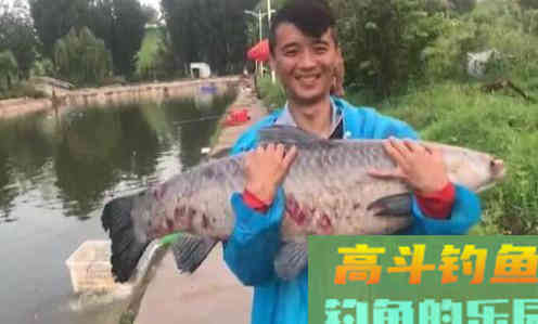 黑坑垂钓青鱼和大物，为何锚鱼多过正口？分析原因是关键