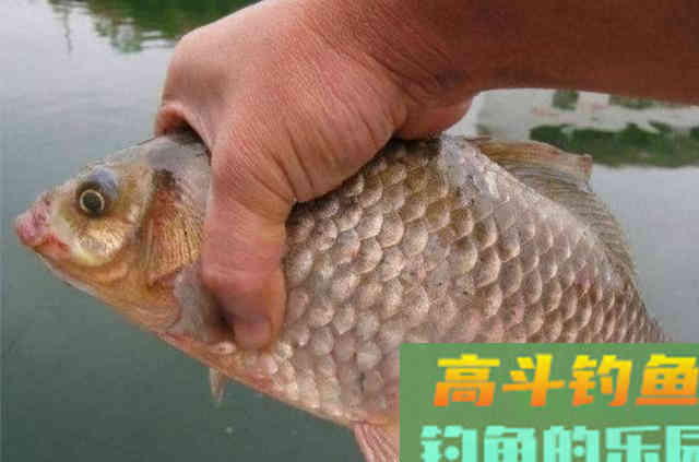 冬天的板鲫不好钓?那是你没找到老巢 冬天的板鲫不好钓?那是你没找到老巢